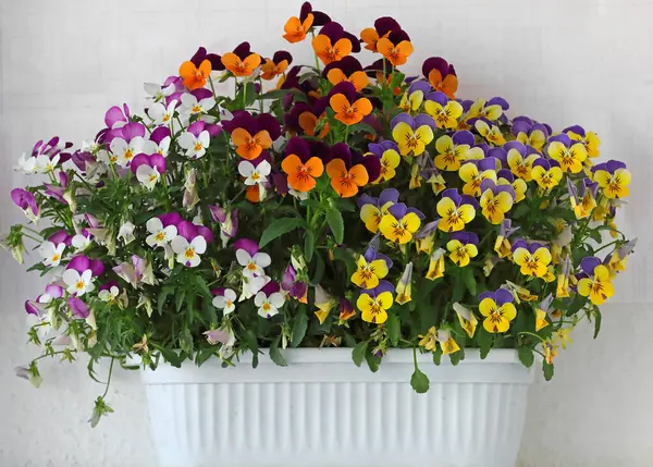 Çiçek saksısında üç renkli çiçek açmak. Pansy harika bir çiçektir ve renk kombinasyonu harikadır. Çok güzel renkli çiçek hanım evlatları..