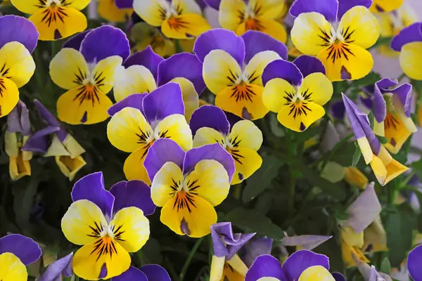 Çiçek saksısında üç renkli çiçek açmak. Pansy harika bir çiçektir ve renk kombinasyonu harikadır. Çok güzel renkli çiçek hanım evlatları..