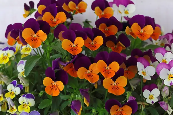Çiçek saksısında üç renkli çiçek açmak. Pansy harika bir çiçektir ve renk kombinasyonu harikadır. Çok güzel renkli çiçek hanım evlatları..