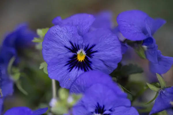 Çiçek saksısında üç renkli çiçek açmak. Pansy harika bir çiçektir ve renk kombinasyonu harikadır. Çok güzel renkli çiçek hanım evlatları..