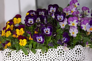 Çiçek saksısında üç renkli çiçek açmak. Pansy harika bir çiçektir ve renk kombinasyonu harikadır. Çok güzel renkli çiçek hanım evlatları..