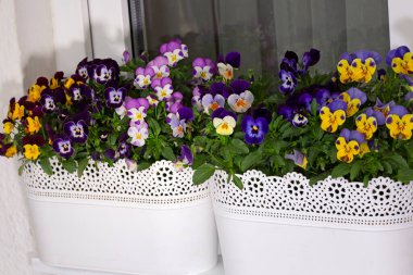 Çiçek saksısında üç renkli çiçek açmak. Pansy harika bir çiçektir ve renk kombinasyonu harikadır. Çok güzel renkli çiçek hanım evlatları..