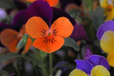 Çiçek saksısında üç renkli çiçek açmak. Pansy harika bir çiçektir ve renk kombinasyonu harikadır. Çok güzel renkli çiçek hanım evlatları..