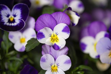 Çiçek saksısında üç renkli çiçek açmak. Pansy harika bir çiçektir ve renk kombinasyonu harikadır. Çok güzel renkli çiçek hanım evlatları..