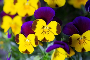 Çiçek saksısında üç renkli çiçek açmak. Pansy harika bir çiçektir ve renk kombinasyonu harikadır. Çok güzel renkli çiçek hanım evlatları..