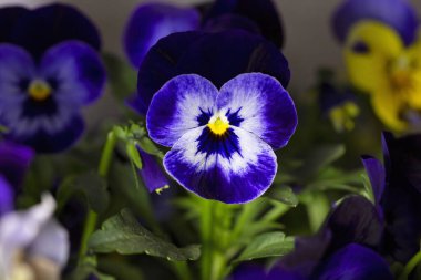 Çiçek saksısında üç renkli çiçek açmak. Pansy harika bir çiçektir ve renk kombinasyonu harikadır. Çok güzel renkli çiçek hanım evlatları..