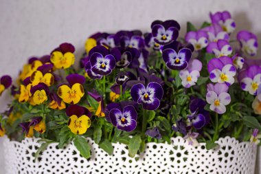 Çiçek saksısında üç renkli çiçek açmak. Pansy harika bir çiçektir ve renk kombinasyonu harikadır. Çok güzel renkli çiçek hanım evlatları..