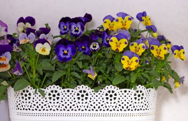 Çiçek saksısında üç renkli çiçek açmak. Pansy harika bir çiçektir ve renk kombinasyonu harikadır. Çok güzel renkli çiçek hanım evlatları..