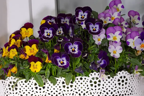 Çiçek saksısında üç renkli çiçek açmak. Pansy harika bir çiçektir ve renk kombinasyonu harikadır. Çok güzel renkli çiçek hanım evlatları..