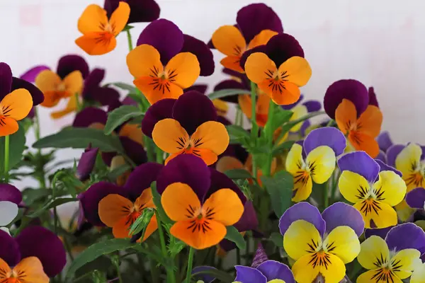 Çiçek saksısında üç renkli çiçek açmak. Pansy harika bir çiçektir ve renk kombinasyonu harikadır. Çok güzel renkli çiçek hanım evlatları..