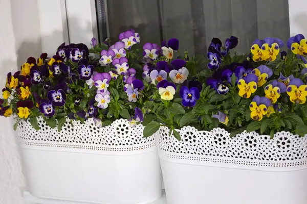 Çiçek saksısında üç renkli çiçek açmak. Pansy harika bir çiçektir ve renk kombinasyonu harikadır. Çok güzel renkli çiçek hanım evlatları..