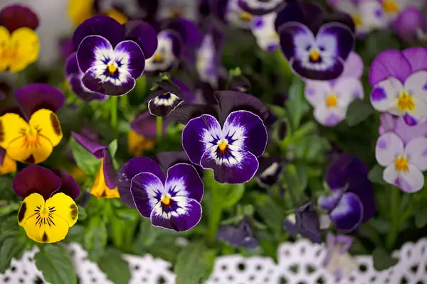 Çiçek saksısında üç renkli çiçek açmak. Pansy harika bir çiçektir ve renk kombinasyonu harikadır. Çok güzel renkli çiçek hanım evlatları..
