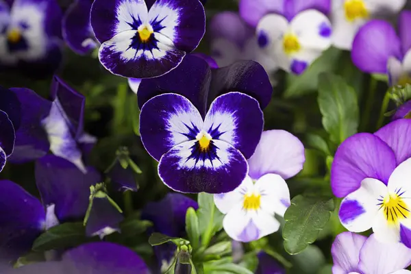 Çiçek saksısında üç renkli çiçek açmak. Pansy harika bir çiçektir ve renk kombinasyonu harikadır. Çok güzel renkli çiçek hanım evlatları..