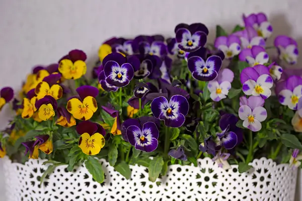 Çiçek saksısında üç renkli çiçek açmak. Pansy harika bir çiçektir ve renk kombinasyonu harikadır. Çok güzel renkli çiçek hanım evlatları..