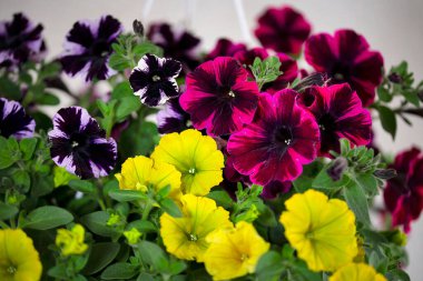 Petunya üç renkli. Güzel Petunya, Sweetunia Johnny Alevi.