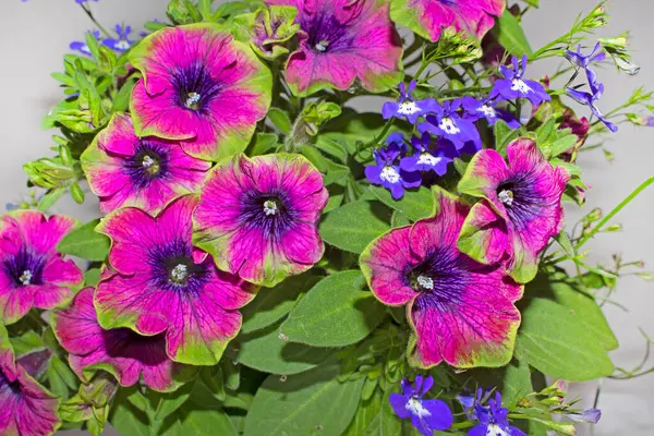 Surfinia (petunya) Çay Mor Yeşil Sınır ve lobelia eşlik eder.