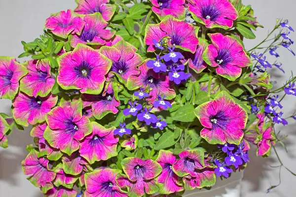 Surfinia (petunya) Çay Mor Yeşil Sınır ve lobelia eşlik eder.