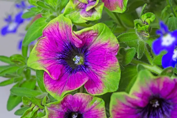 Surfinia (petunya) Çay Mor Yeşil Sınır ve lobelia eşlik eder.