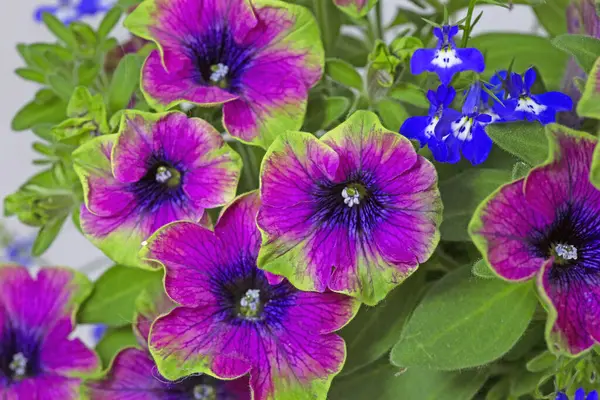 Surfinia (petunya) Çay Mor Yeşil Sınır ve lobelia eşlik eder.