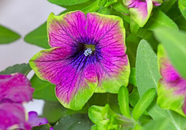 Surfinia (petunya) Çay Mor Yeşil Sınır ve lobelia eşlik eder.