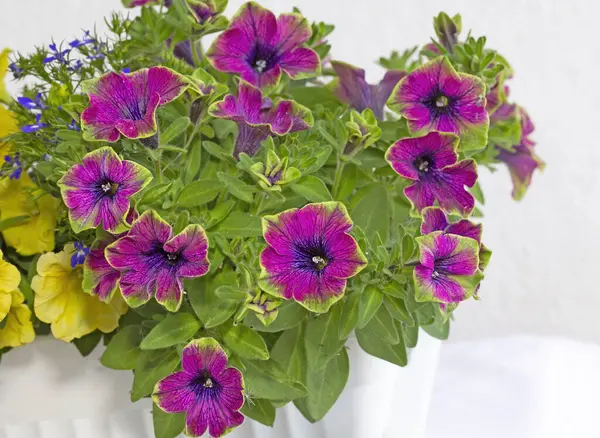 Surfinia (petunya) Çay Mor Yeşil Sınır ve lobelia eşlik eder.