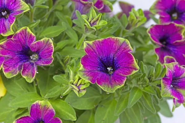 Surfinia (petunya) Çay Mor Yeşil Sınır ve lobelia eşlik eder.