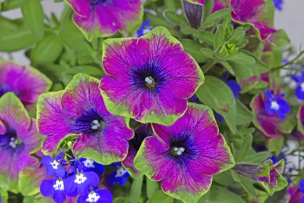 Surfinia (petunya) Çay Mor Yeşil Sınır ve lobelia eşlik eder.