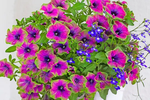 Surfinia (petunya) Çay Mor Yeşil Sınır ve lobelia eşlik eder.