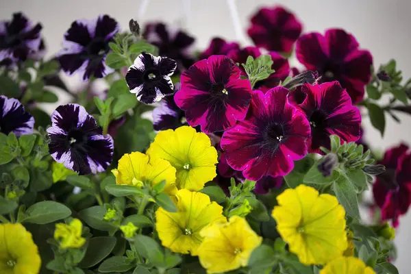 Petunya üç renkli. Güzel Petunya, Sweetunia Johnny Alevi.