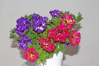 Petunia Ruby Kızıl Gök ve Petunya Gece Gökyüzü. Çiçekleri yıldızlı bir gökyüzünü andıran bir petunya. Beyaz lekeli pembe renkteler, bu yüzden adı bu. Bütün yaz çiçek açar