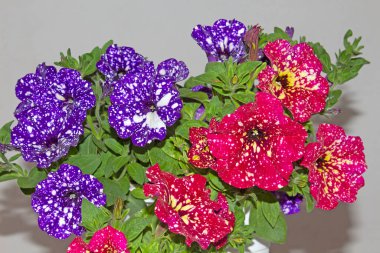 Petunia Ruby Kızıl Gök ve Petunya Gece Gökyüzü. Çiçekleri yıldızlı bir gökyüzünü andıran bir petunya. Beyaz lekeli pembe renkteler, bu yüzden adı bu. Bütün yaz çiçek açar