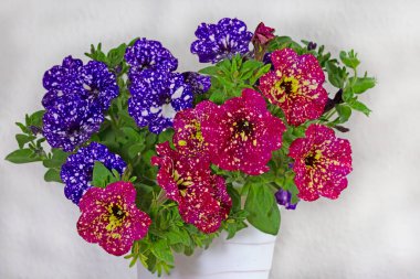 Petunia Ruby Kızıl Gök ve Petunya Gece Gökyüzü. Çiçekleri yıldızlı bir gökyüzünü andıran bir petunya. Beyaz lekeli pembe renkteler, bu yüzden adı bu. Bütün yaz çiçek açar