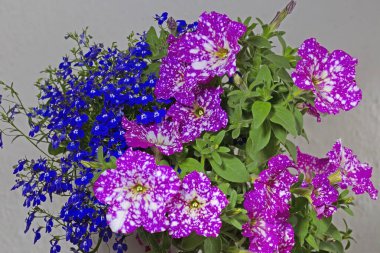 Güzel Petunia Gökyüzü Bebeği.