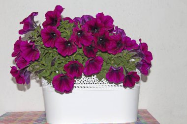 Surfinia (Petunya), balkonlarda, teraslarda veya bahçelerde yetişen en popüler bitkidir. Surfinia 'nın popülerliği çok hızlı büyümesinden ve Mayıs' tan Ekim 'e kadar sürekli olarak filizlenmesinden kaynaklanıyor..