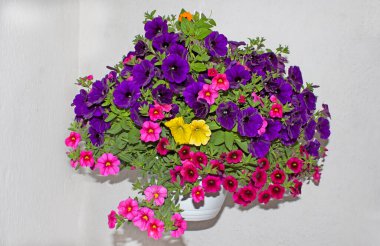 Surfinili, lobeli ve verbenalı pencere ve balkonlar için çiçek aranjmanları. Seyirciler için bir zevk..