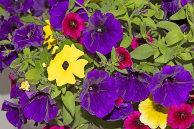 Surfinili, lobeli ve verbenalı pencere ve balkonlar için çiçek aranjmanları. Seyirciler için bir zevk..