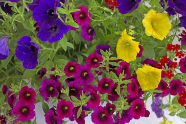 Seferberli pencere ve balkonlar için çiçek aranjmanları, Milyon Bells (Calibrachoa), lobelia ve verbenas. Seyirciler için bir zevk..