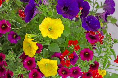 Seferberli pencere ve balkonlar için çiçek aranjmanları, Milyon Bells (Calibrachoa), lobelia ve verbenas. Seyirciler için bir zevk..