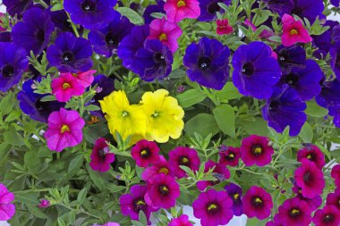 Seferberli pencere ve balkonlar için çiçek aranjmanları, Milyon Bells (Calibrachoa), lobelia ve verbenas. Seyirciler için bir zevk..