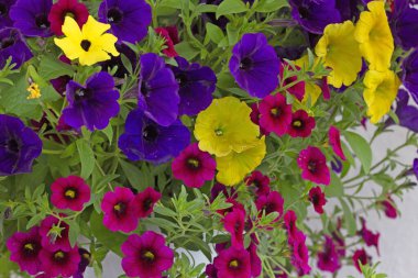 Seferberli pencere ve balkonlar için çiçek aranjmanları, Milyon Bells (Calibrachoa), lobelia ve verbenas. Seyirciler için bir zevk..