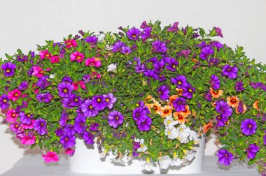 Calibrachoa (Milyon çan) balkonlar, teraslar ve bahçeler için mükemmel bir bitkidir. Calibrakhoa (milyon çan) muhteşem bitkisi rengarenk çiçekleri için sevilir