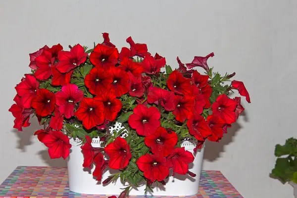 Surfinia (Petunya), balkonlarda, teraslarda veya bahçelerde yetişen en popüler bitkidir. Surfinia 'nın popülerliği çok hızlı büyümesinden ve Mayıs' tan Ekim 'e kadar sürekli olarak filizlenmesinden kaynaklanıyor..