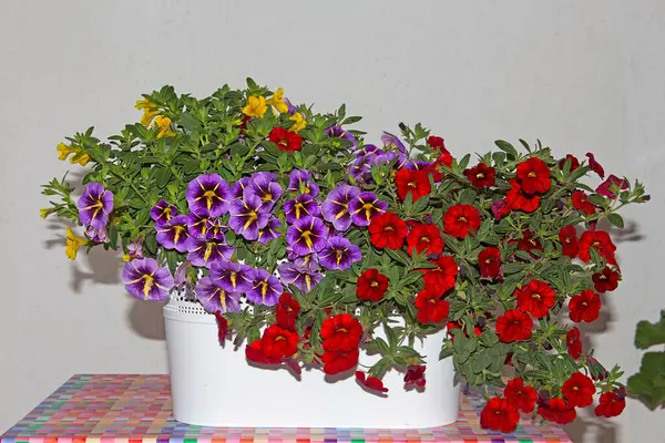 Calibrachoa (Milyon çan) balkonlar, teraslar ve bahçeler için mükemmel bir bitkidir. Calibrakhoa (milyon çan) muhteşem bitkisi rengarenk çiçekleri için sevilir