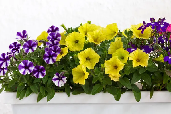 Surfinia (Petunya), balkonlarda, teraslarda veya bahçelerde yetişen en popüler bitkidir. Surfinia 'nın popülerliği çok hızlı büyümesinden ve Mayıs' tan Ekim 'e kadar sürekli olarak filizlenmesinden kaynaklanıyor..