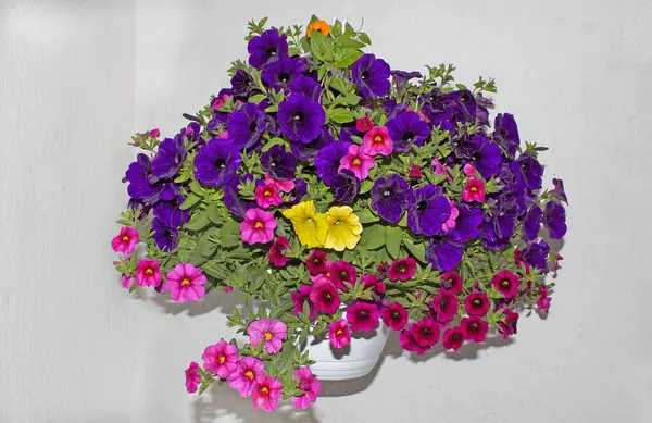 Surfinili, lobeli ve verbenalı pencere ve balkonlar için çiçek aranjmanları. Seyirciler için bir zevk..