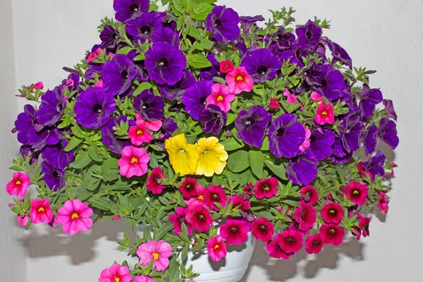 Surfinili, lobeli ve verbenalı pencere ve balkonlar için çiçek aranjmanları. Seyirciler için bir zevk..