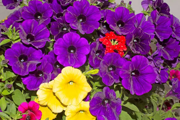 Surfinili, lobeli ve verbenalı pencere ve balkonlar için çiçek aranjmanları. Seyirciler için bir zevk..