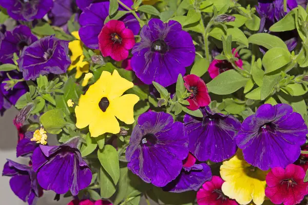 Surfinili, lobeli ve verbenalı pencere ve balkonlar için çiçek aranjmanları. Seyirciler için bir zevk..