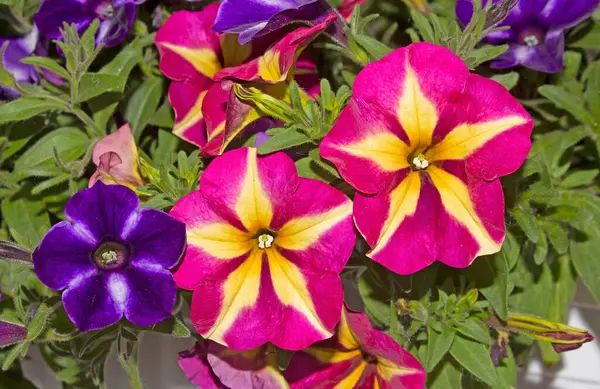 Surfinia (Petunya), balkonlarda, teraslarda veya bahçelerde yetişen en popüler bitkidir. Surfinia 'nın popülerliği çok hızlı büyümesinden ve Mayıs' tan Ekim 'e kadar sürekli olarak filizlenmesinden kaynaklanıyor..