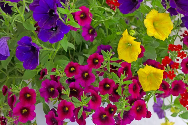 Seferberli pencere ve balkonlar için çiçek aranjmanları, Milyon Bells (Calibrachoa), lobelia ve verbenas. Seyirciler için bir zevk..